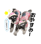 シュナうじゃー（個別スタンプ：16）