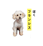かわいい一言集1（個別スタンプ：1）