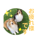 シェルティ ルルはるカトル（個別スタンプ：5）