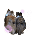 シェルティ ルルはるカトル（個別スタンプ：16）