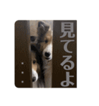 シェルティ ルルはるカトル（個別スタンプ：21）