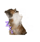 シェルティ ルルはるカトル（個別スタンプ：26）