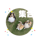 シェルティ ルルはるカトル（個別スタンプ：33）