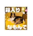 シェルティ ルルはるカトル（個別スタンプ：34）