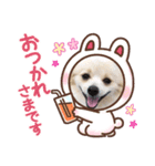 我が家のぽん太（個別スタンプ：4）