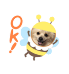 我が家のぽん太（個別スタンプ：6）