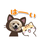 我が家のぽん太（個別スタンプ：8）