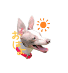 イタグレ♡すたんぷ（個別スタンプ：1）