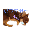 チャックだよ〜 second season（個別スタンプ：4）