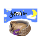 みのちゃんvol.2（個別スタンプ：7）