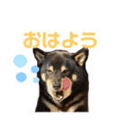 黒柴いち（個別スタンプ：3）