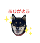 黒柴いち（個別スタンプ：5）