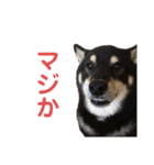 黒柴いち（個別スタンプ：8）