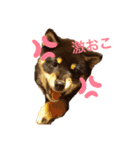 黒柴いち（個別スタンプ：10）
