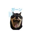 黒柴いち（個別スタンプ：11）