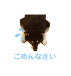 黒柴いち（個別スタンプ：12）