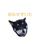 黒柴いち（個別スタンプ：17）