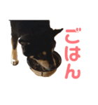 黒柴いち（個別スタンプ：18）