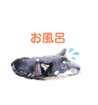 黒柴いち（個別スタンプ：19）