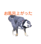 黒柴いち（個別スタンプ：20）