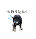 黒柴いち（個別スタンプ：21）