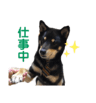 黒柴いち（個別スタンプ：22）