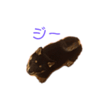 黒柴いち（個別スタンプ：25）