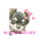 かわいいチワワのタンタンstamp（個別スタンプ：5）