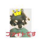 かわいいチワワのタンタンstamp（個別スタンプ：10）