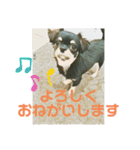 かわいいチワワのタンタンstamp（個別スタンプ：11）