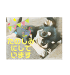 かわいいチワワのタンタンstamp（個別スタンプ：12）