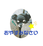 かわいいチワワのタンタンstamp（個別スタンプ：16）