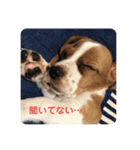 ヤングアランスタンプ（個別スタンプ：11）