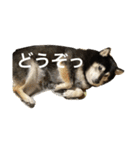 内弁慶ナナ様_04（個別スタンプ：4）