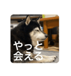 内弁慶ナナ様_04（個別スタンプ：9）