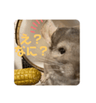 2021年獅子丸とお正月（個別スタンプ：6）
