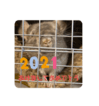2021年獅子丸とお正月（個別スタンプ：8）