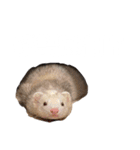 エルマー(エルちゃん)の代弁1（個別スタンプ：3）