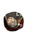 エルマー(エルちゃん)の代弁1（個別スタンプ：5）