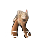 エルマー(エルちゃん)の代弁1（個別スタンプ：10）