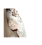 エルマー(エルちゃん)の代弁1（個別スタンプ：13）