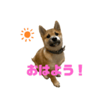 柴犬☆やまと②（個別スタンプ：1）