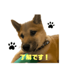 柴犬☆やまと②（個別スタンプ：2）