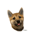 柴犬☆やまと②（個別スタンプ：3）