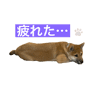 柴犬☆やまと②（個別スタンプ：4）