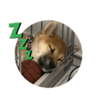 柴犬☆やまと②（個別スタンプ：5）