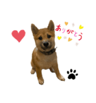 柴犬☆やまと②（個別スタンプ：6）