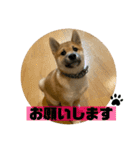 柴犬☆やまと②（個別スタンプ：7）