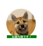 柴犬☆やまと②（個別スタンプ：9）