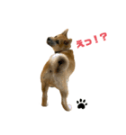 柴犬☆やまと②（個別スタンプ：11）
